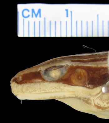 Media type: image; Herpetology A-26856